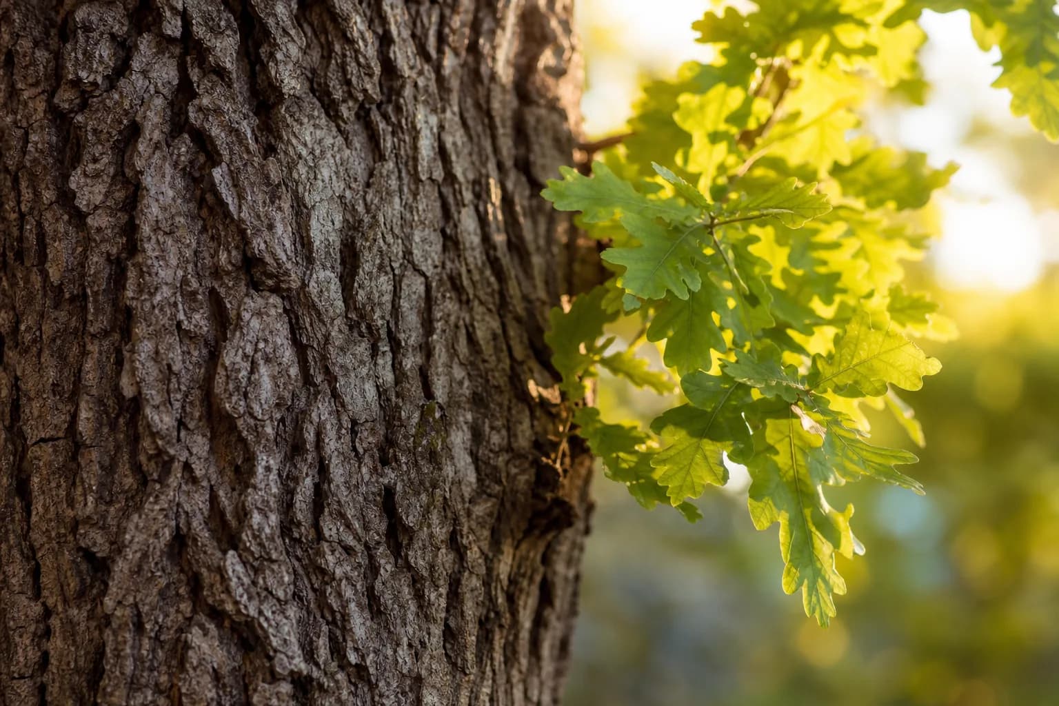 Close up of textured oak bark with a cluster of green oak leaves in soft morning backlight