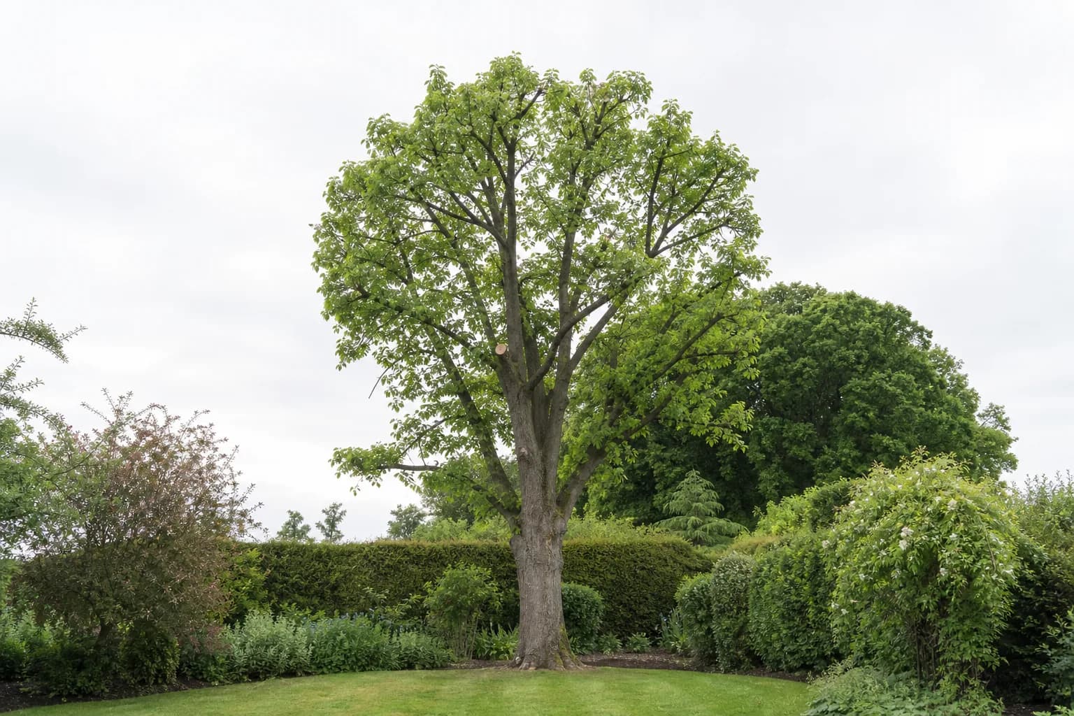Tall mature lime tree with a neatly reduced and reshaped crown standing over a trimmed lawn