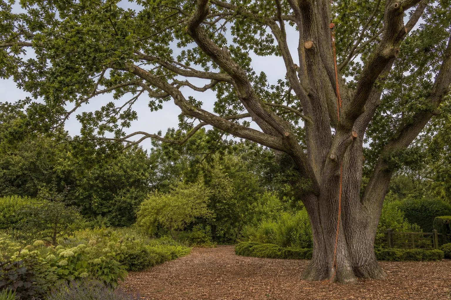 Mature oak tree in a large garden with an arborist climbing rope and rigging pulley set high in the canopy