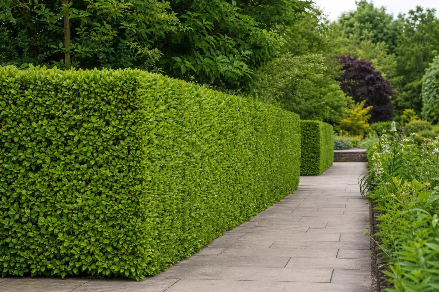 Crisply trimmed beech hedge with a flat top running alongside a paved garden path