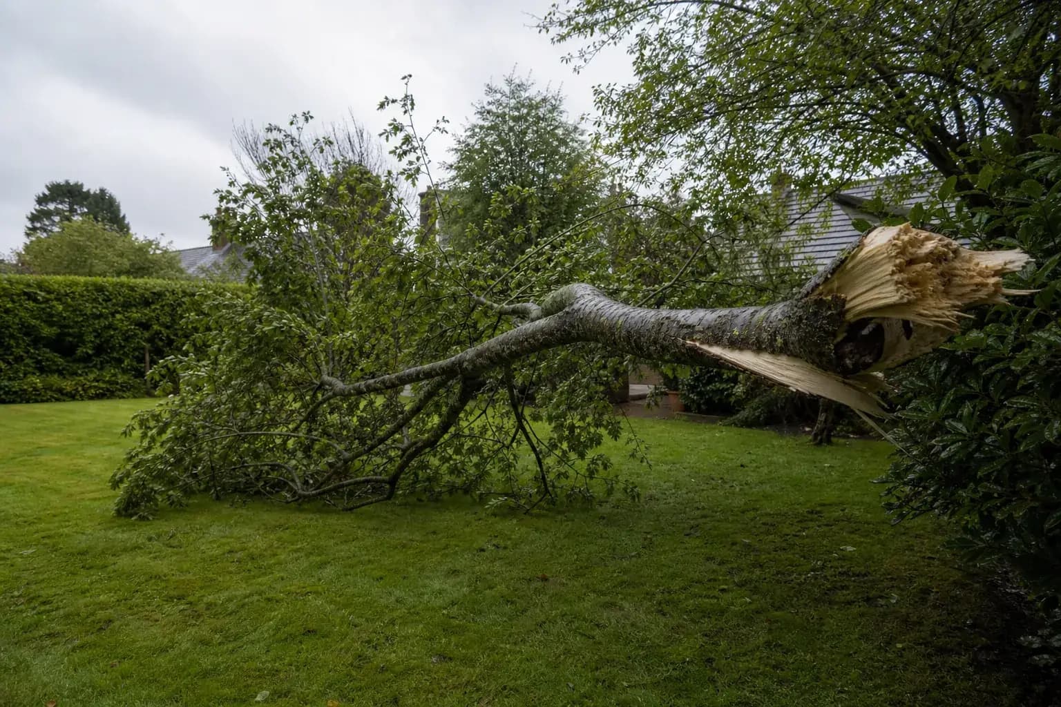 Large wind snapped tree branch lying across a wet garden lawn after a storm