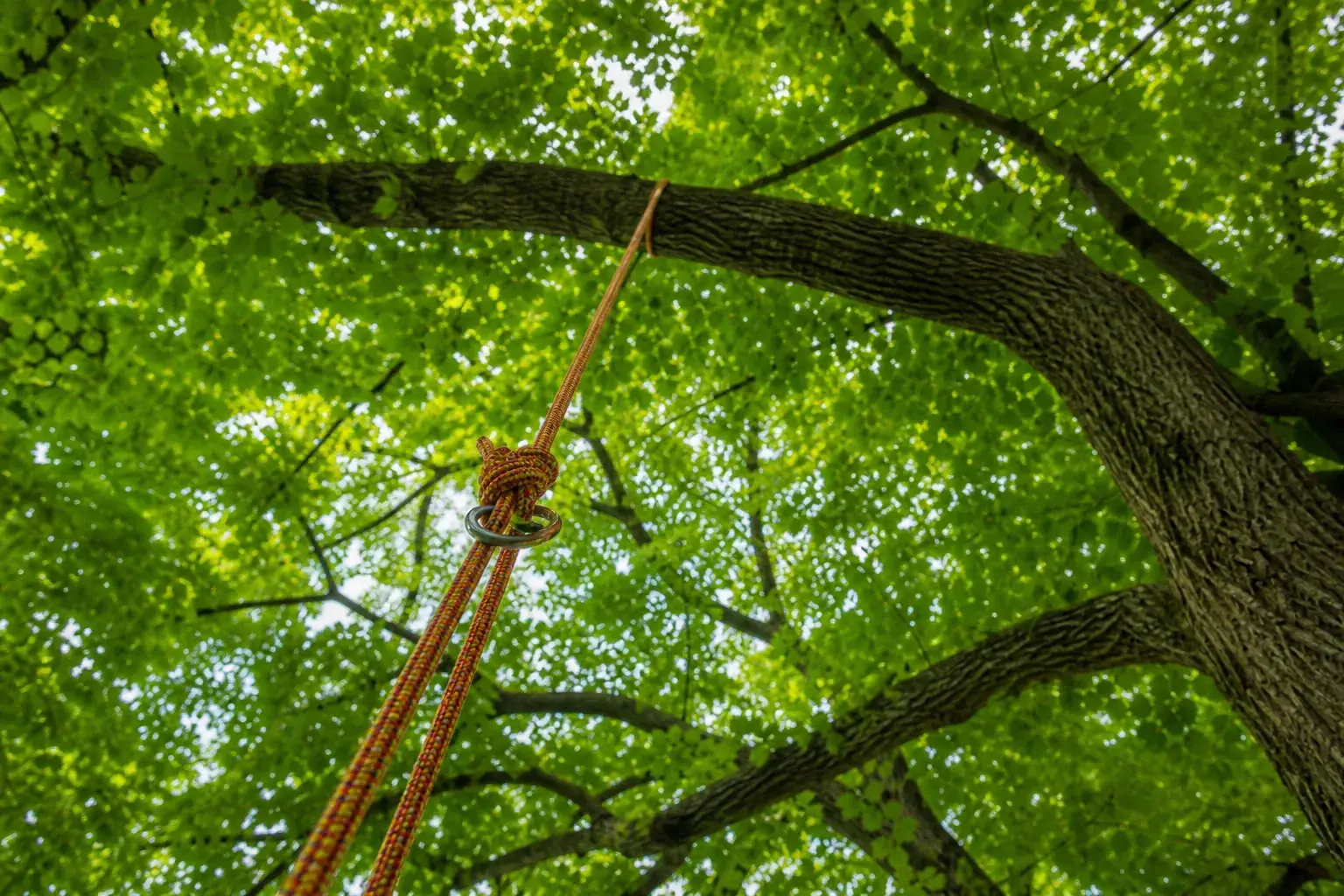 Climbing rope rigged over a high limb inside a broadleaf tree canopy